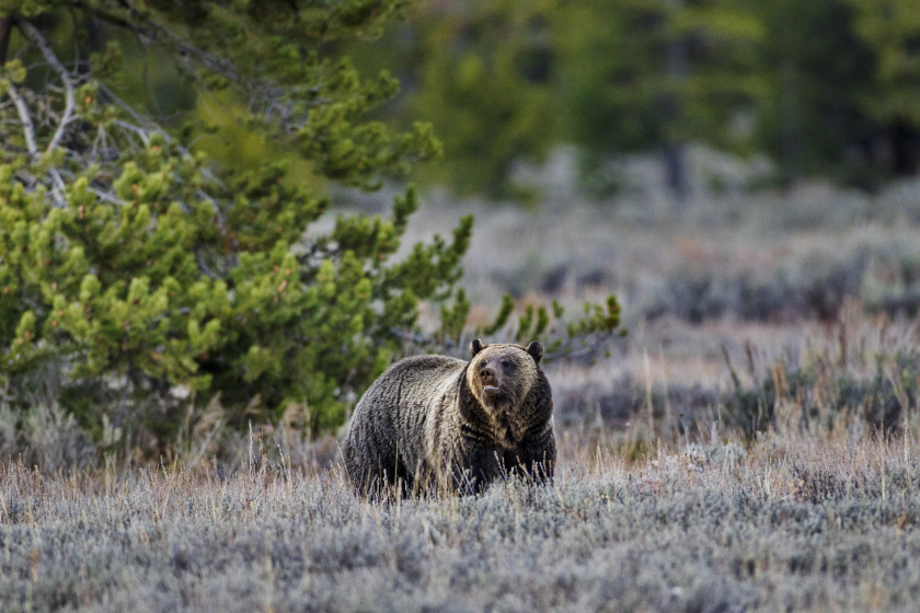 bear in the forest