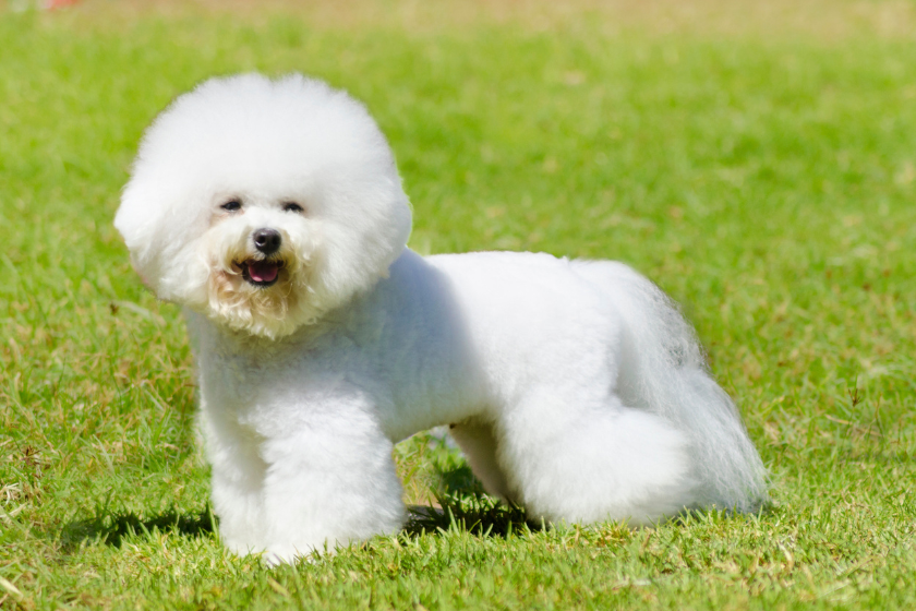 bichon frise dog