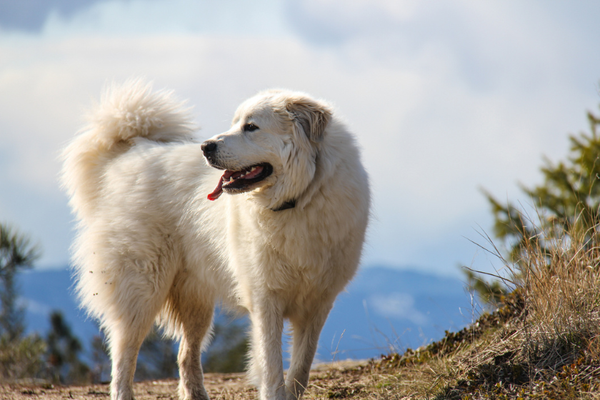 white dog breeds