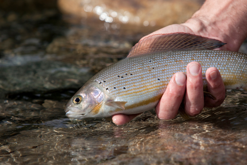 catch and release