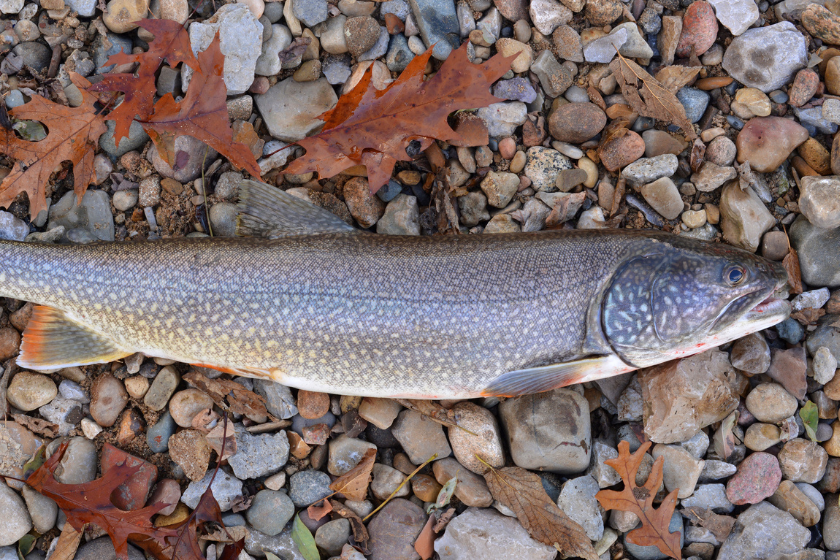 colorado record fish