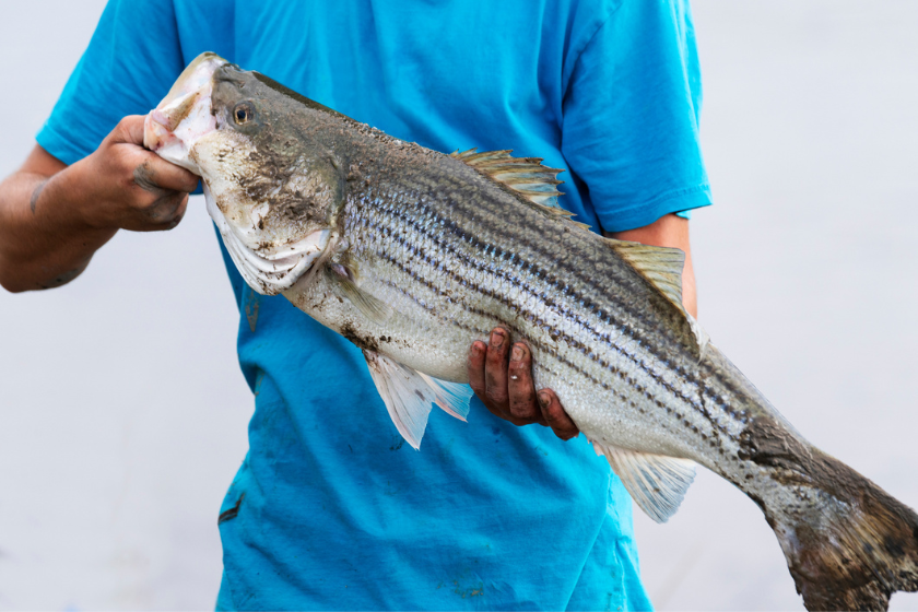 colorado record fish