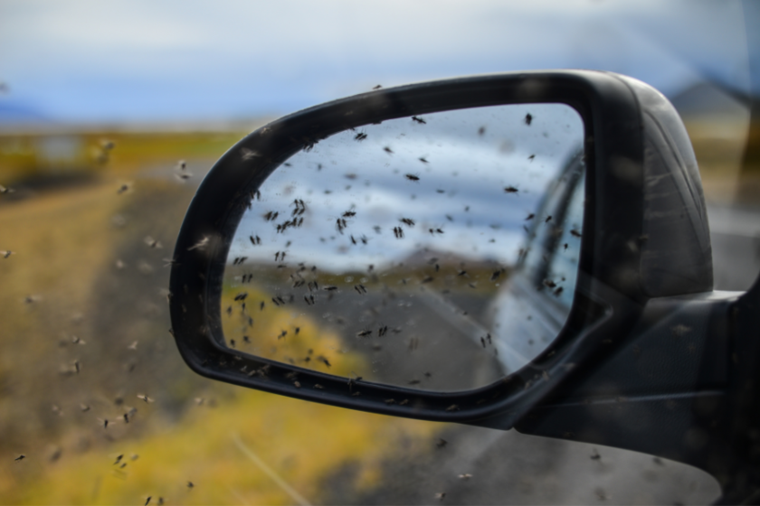 A swarm of midges on a rear-view mirror near Lake M&yacute;vatn, northern Iceland