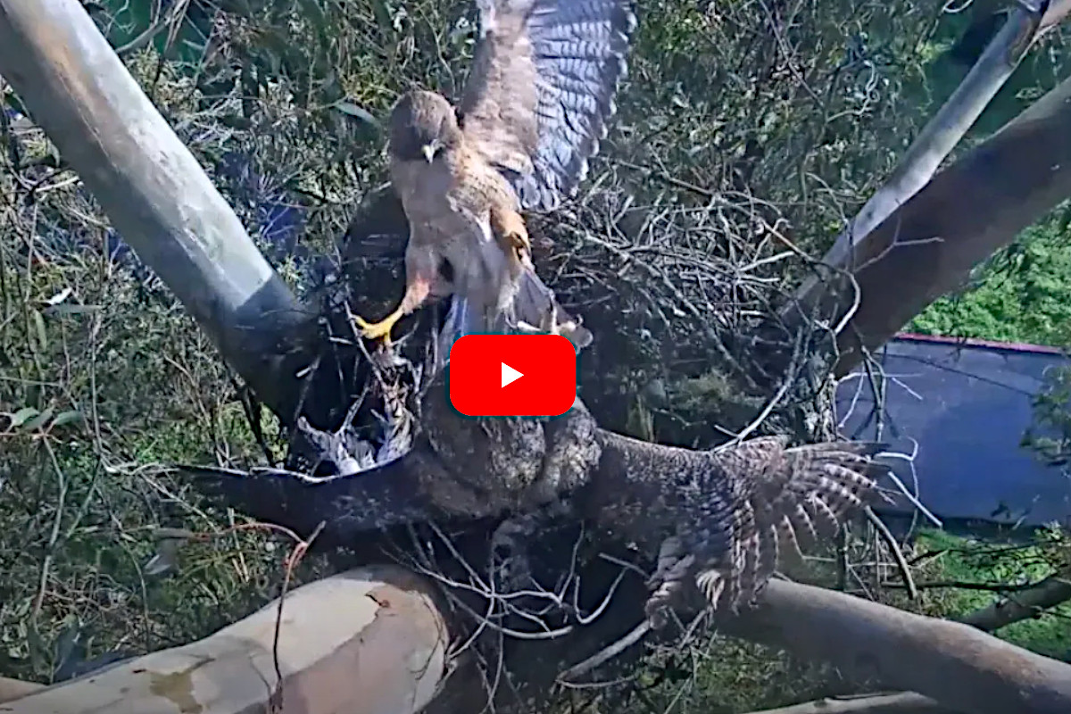 Hawk vs Owl