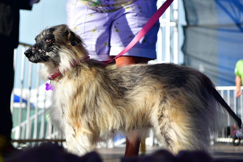 Morita, a Mexican hairless, takes the stage during the World's Ugliest Dog Competition in Petaluma, California on June 24, 2022. - Mr. Happy Face, a 17-year-old Chinese Crested, saved from a hoarder's house, won the competition taking home the $1500 prize.
