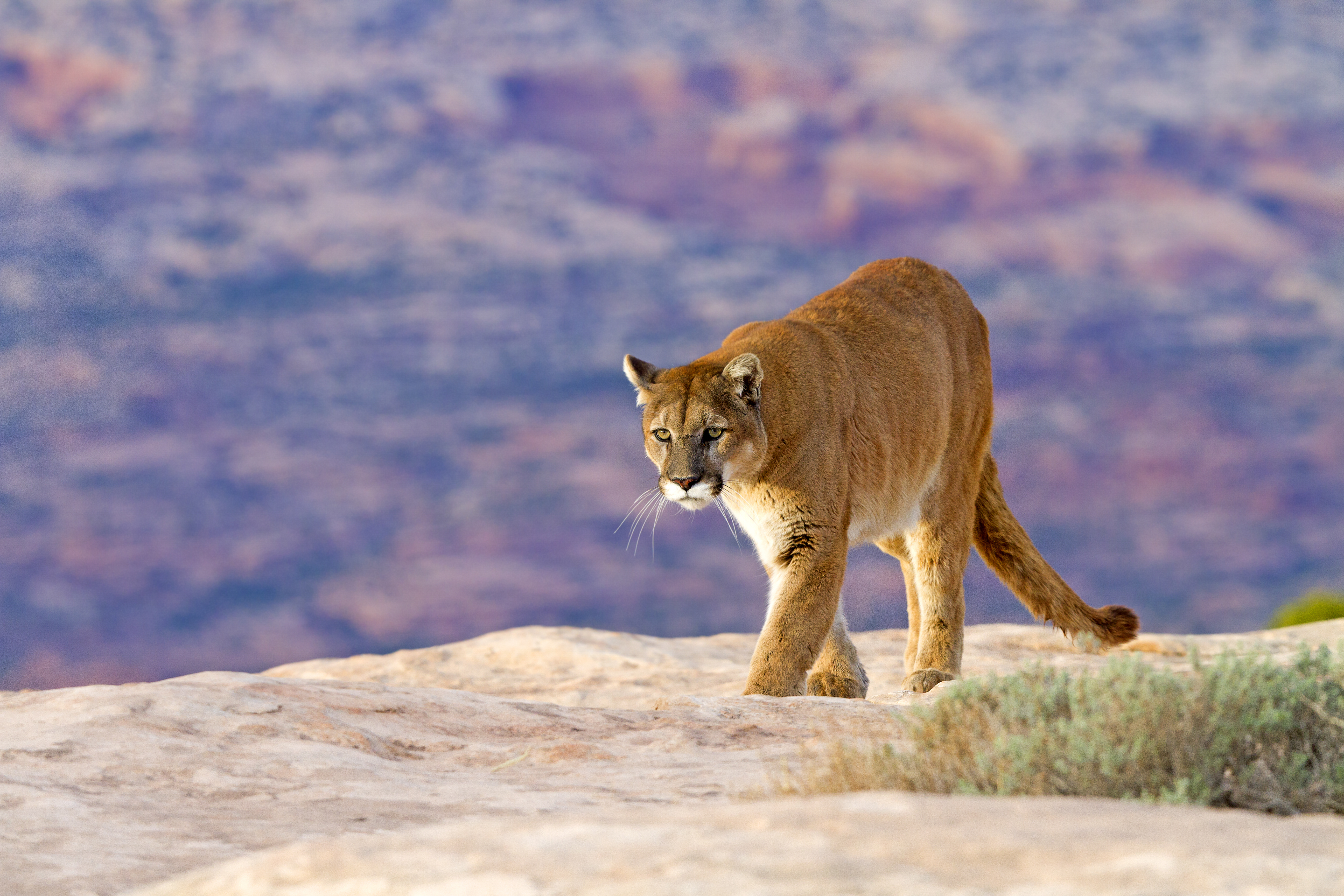 Mountain lion