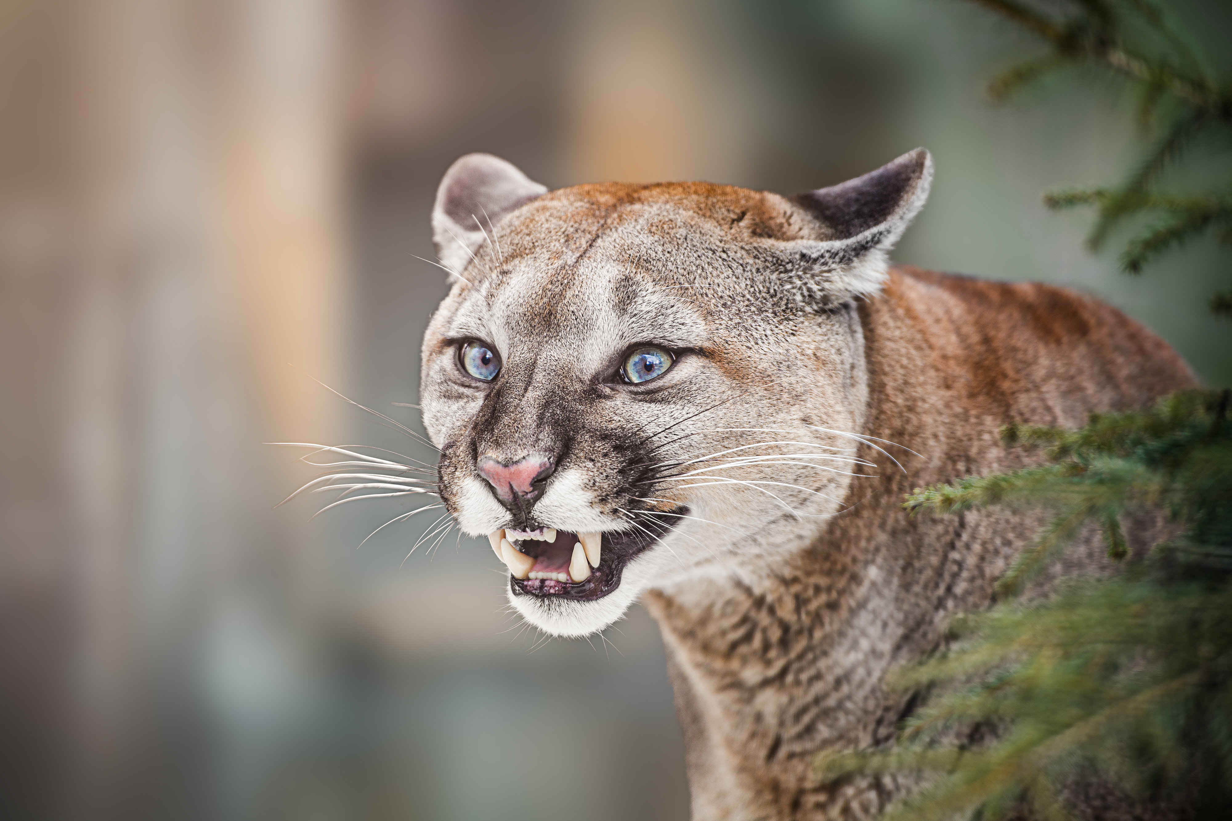 Mountain Lion