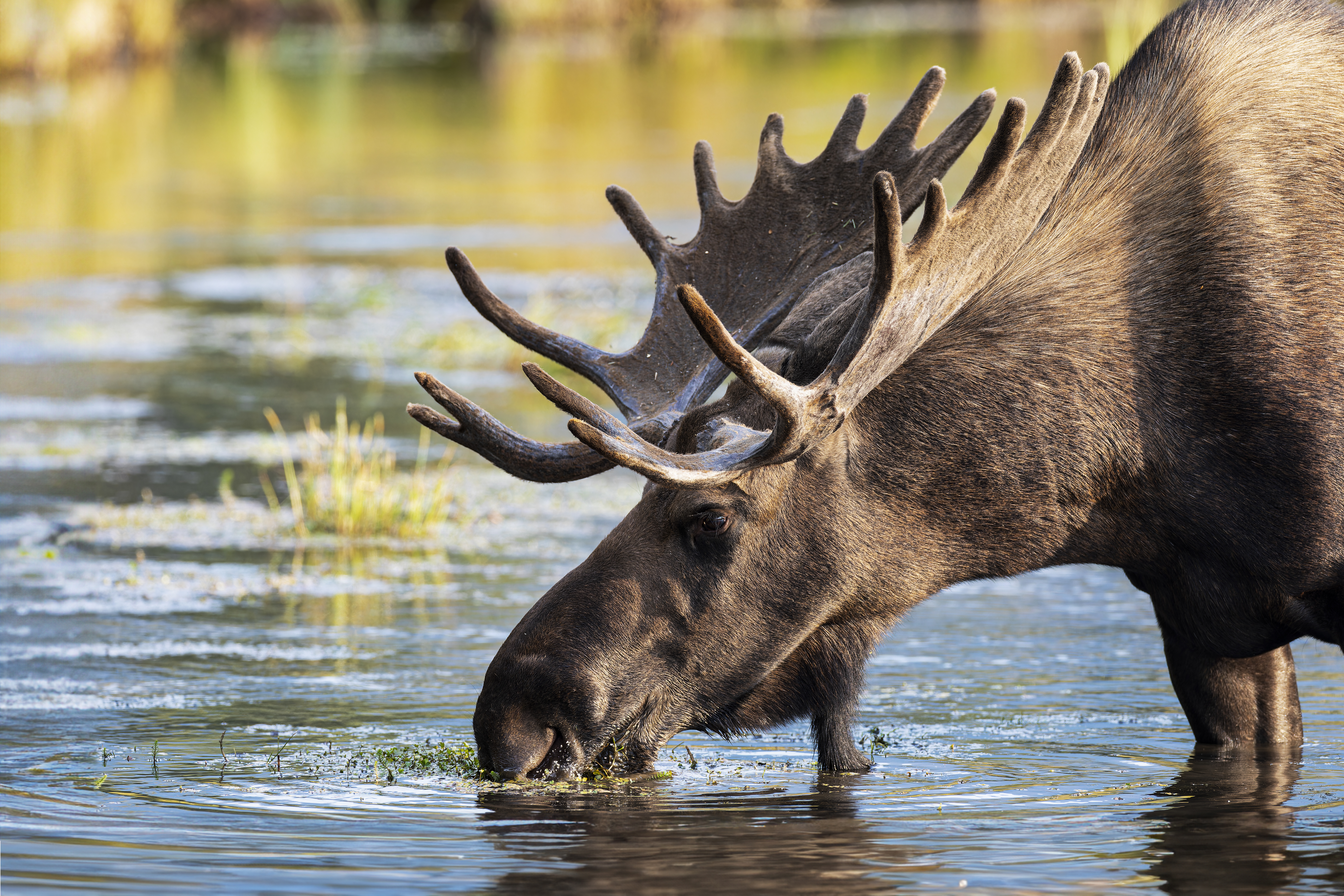 Adult male moose