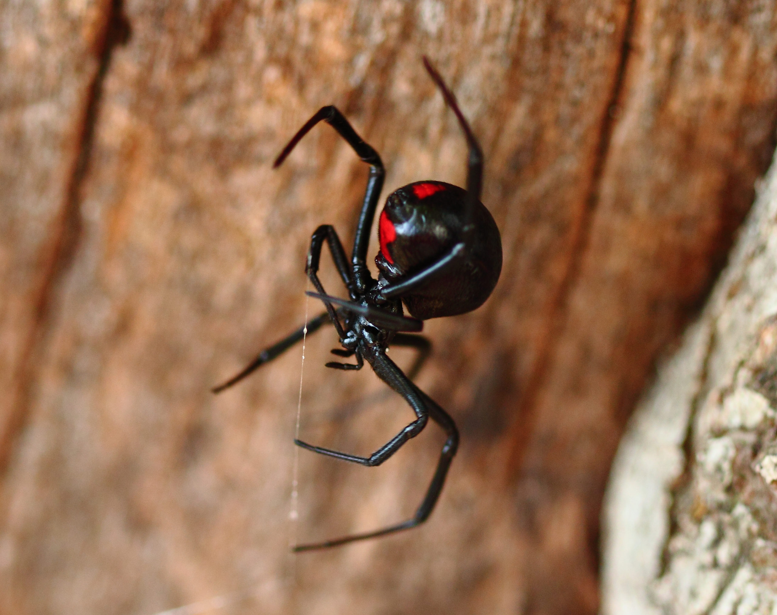 Black Widow Spider on Log