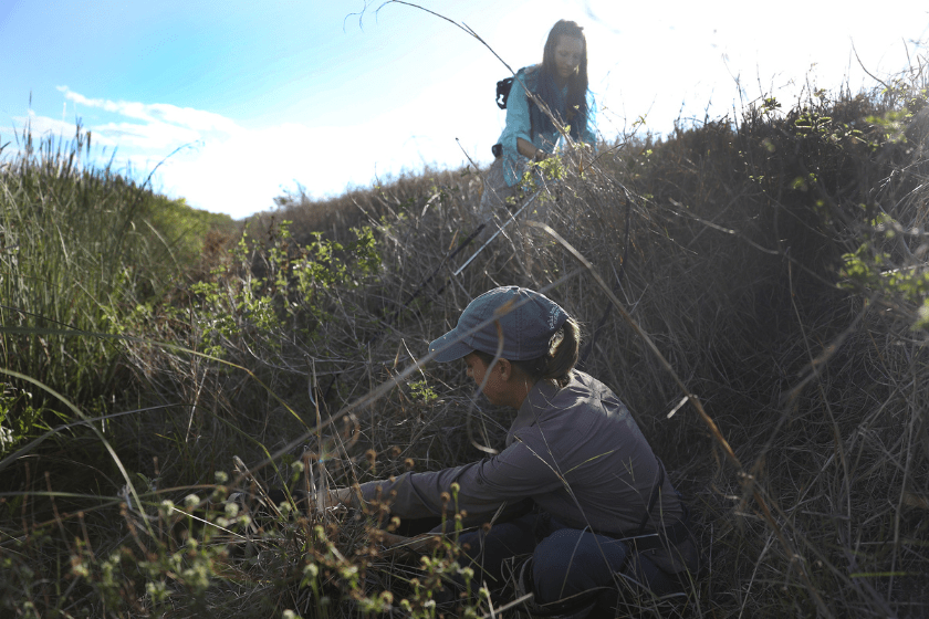 Paula Ziadi (front) and McKayla Spencer, with the Florida Fish and Wildlife Conservation as the Interagency Python Management Coordinator, work with dogs as they hunt for Burmese python along a levee in the Florida Everglades on March 23, 2021 in Fort Lauderdale, Florida.