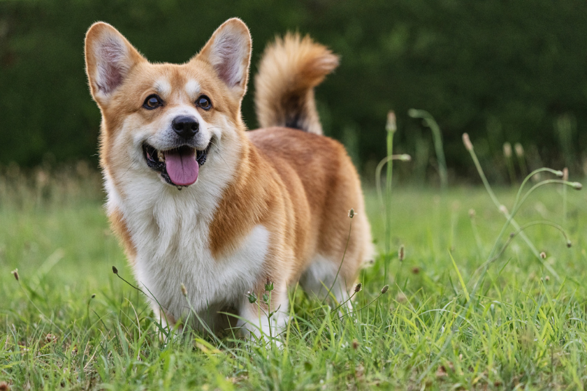 cutest dog breeds