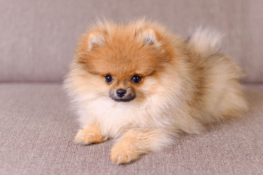 pomeranian