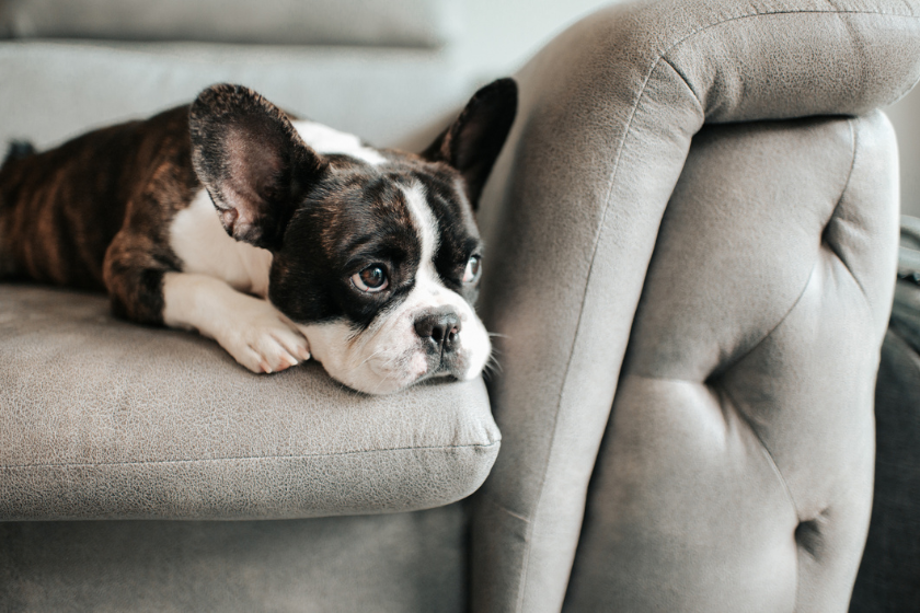 french bulldog