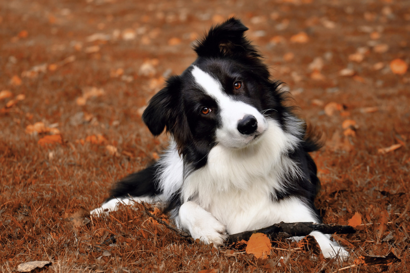 border collie