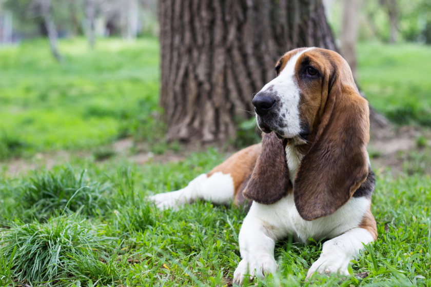 cutest dog breeds