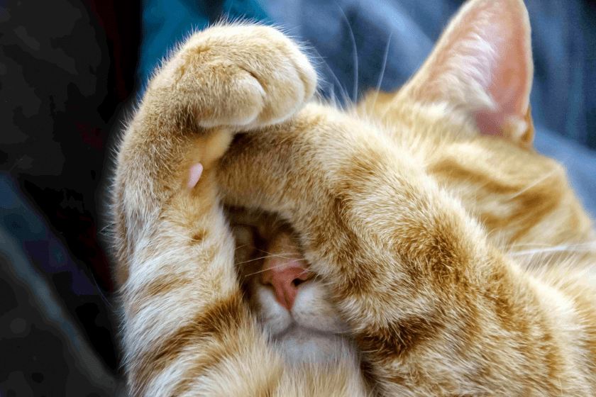 why do cats make biscuits