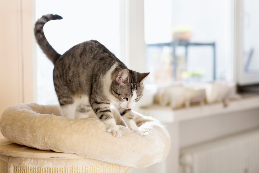why do cats make biscuits