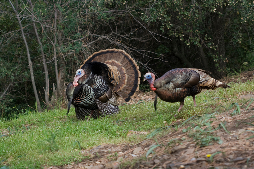 diy hunting trips