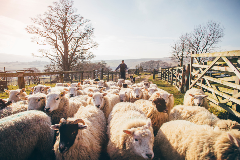 Flock of sheep being herded into a pen by a farmer and his sheepdog.