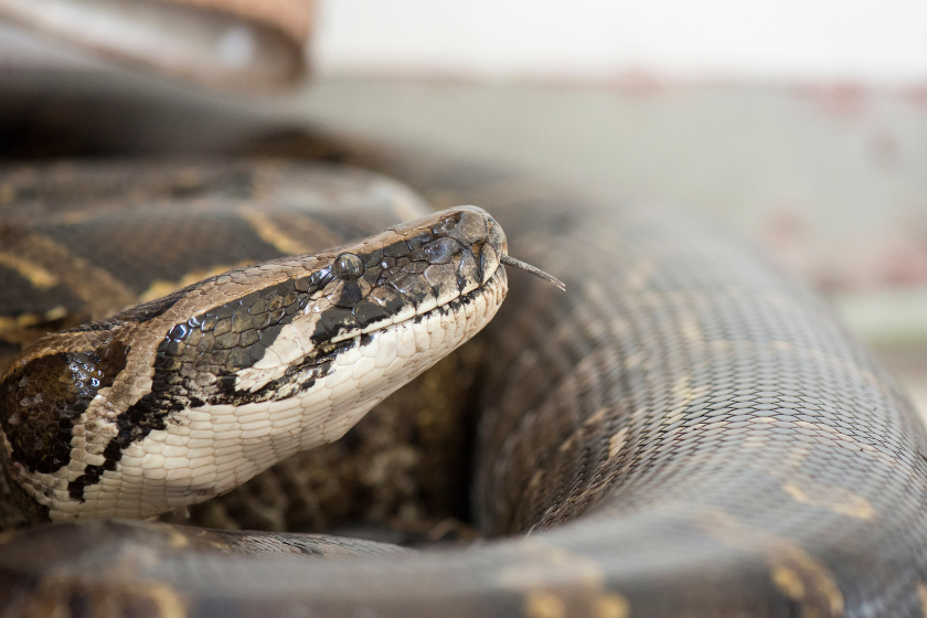 Python molurus bivittatus
