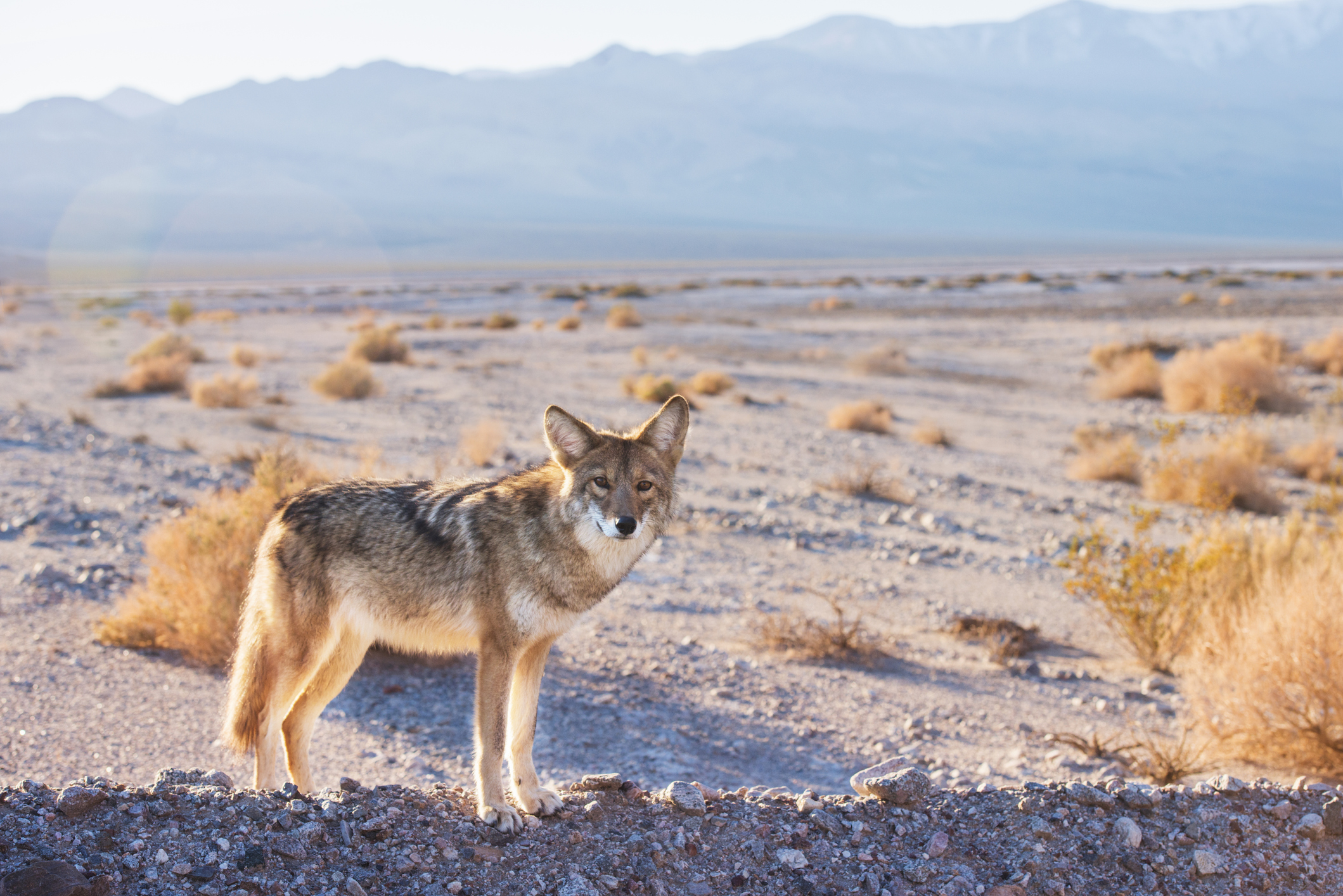 A coyote standing alone in the desert.