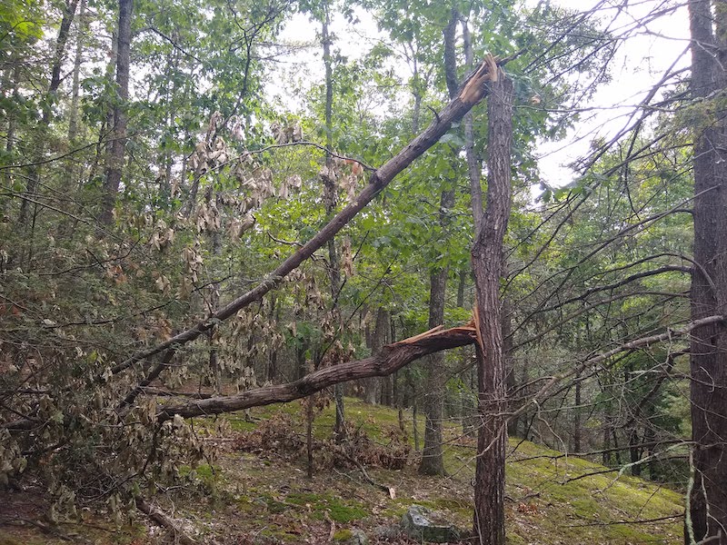 walking the woods after a big storm