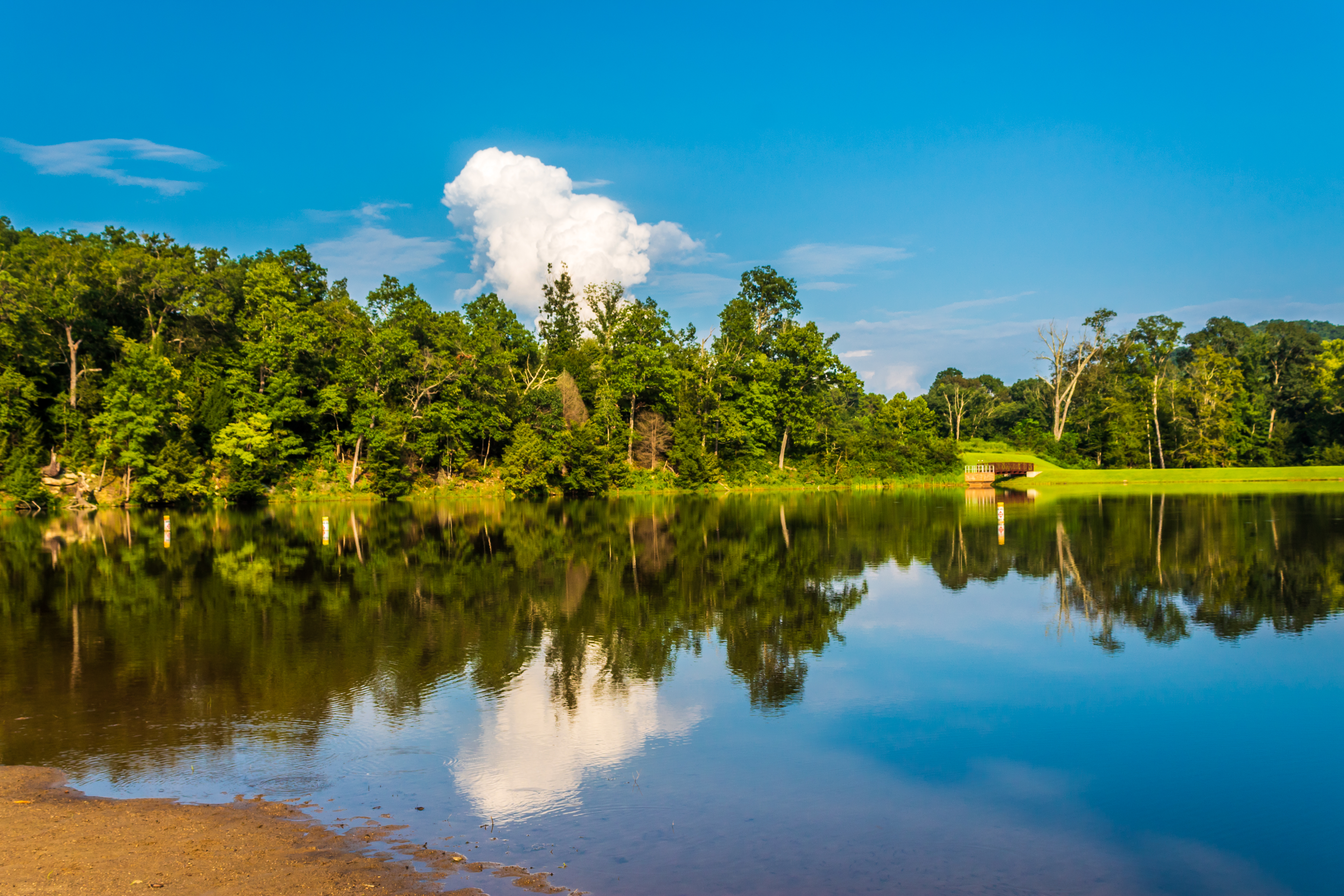 Peaceful shot of a lake in the forest.