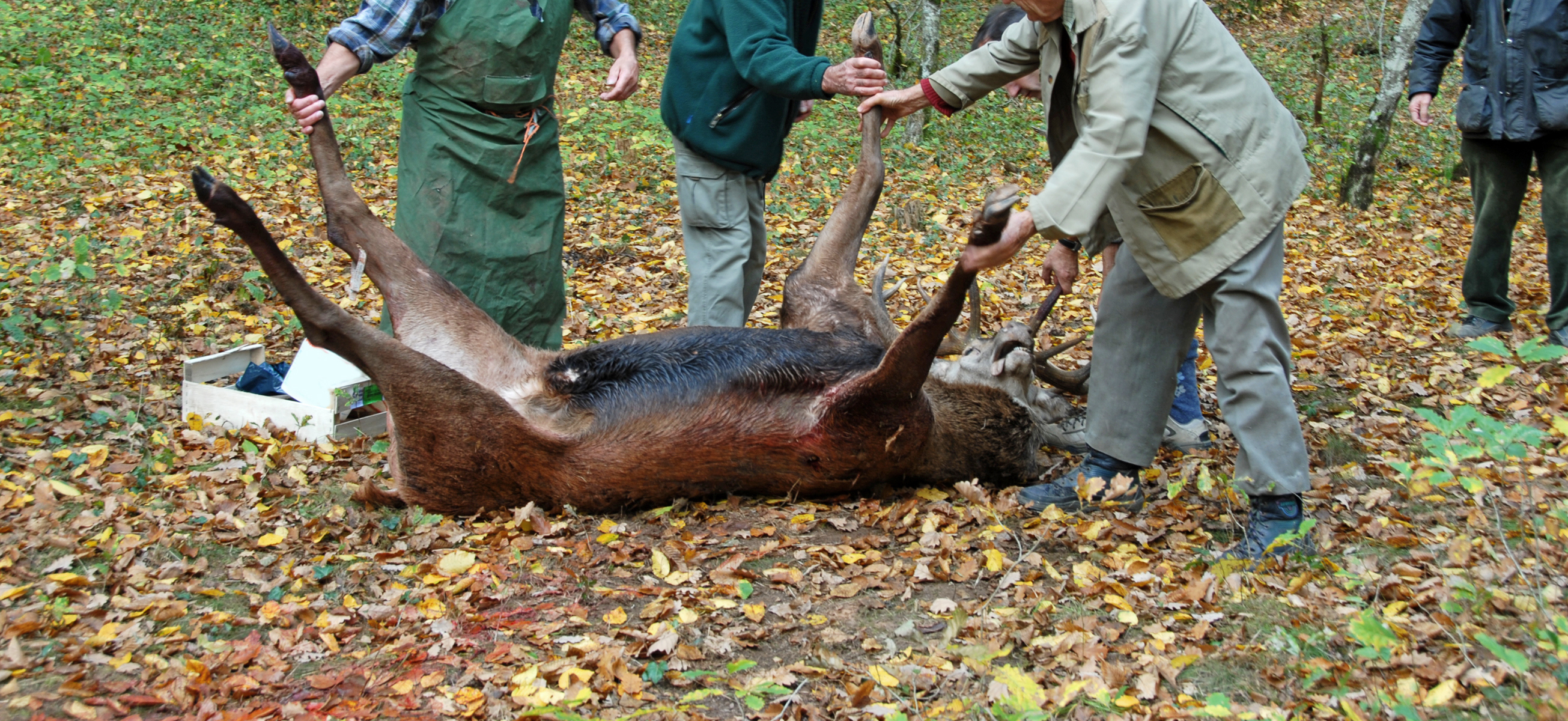field dressing a roe deer