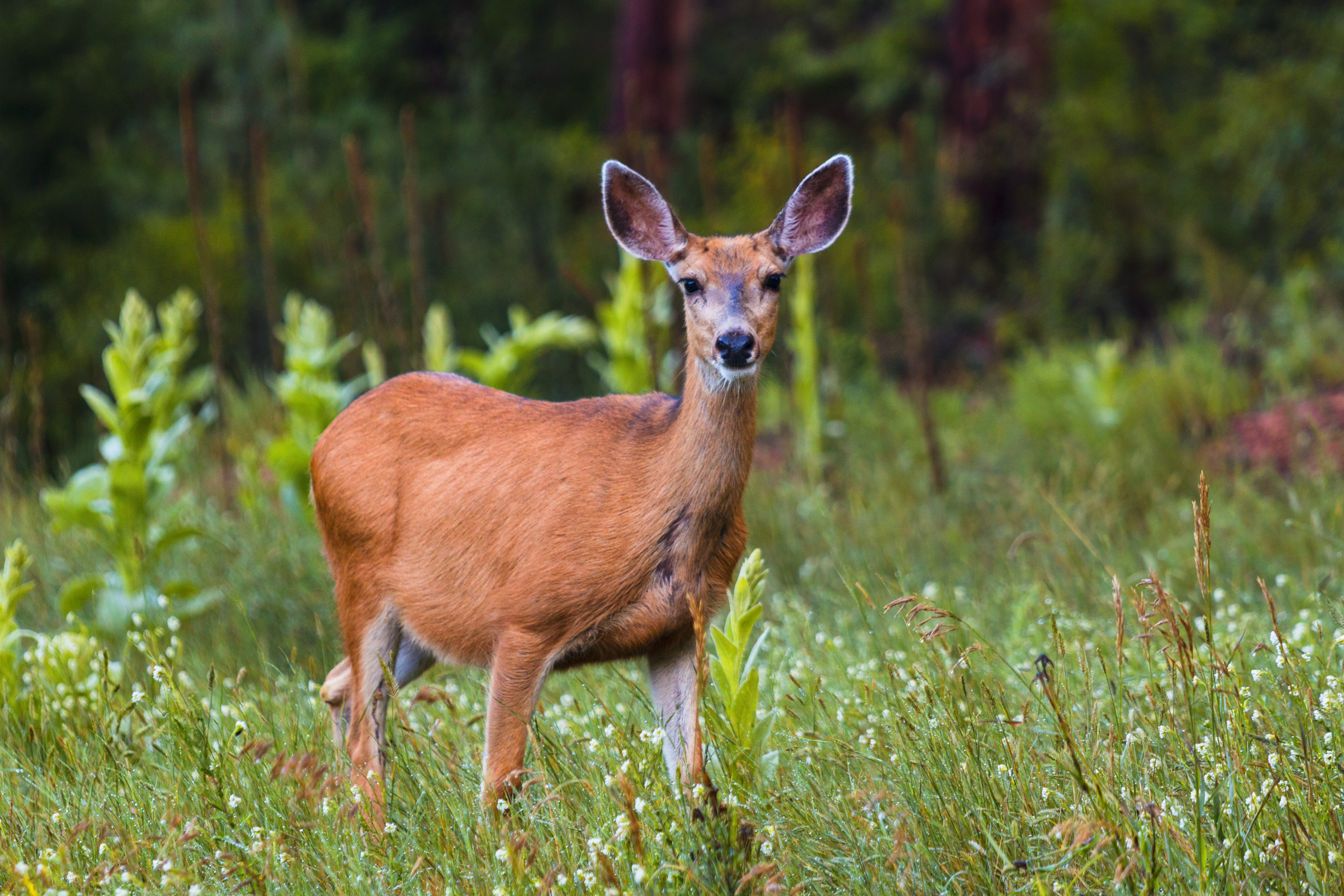 Doe deer in Michigan in the fall.