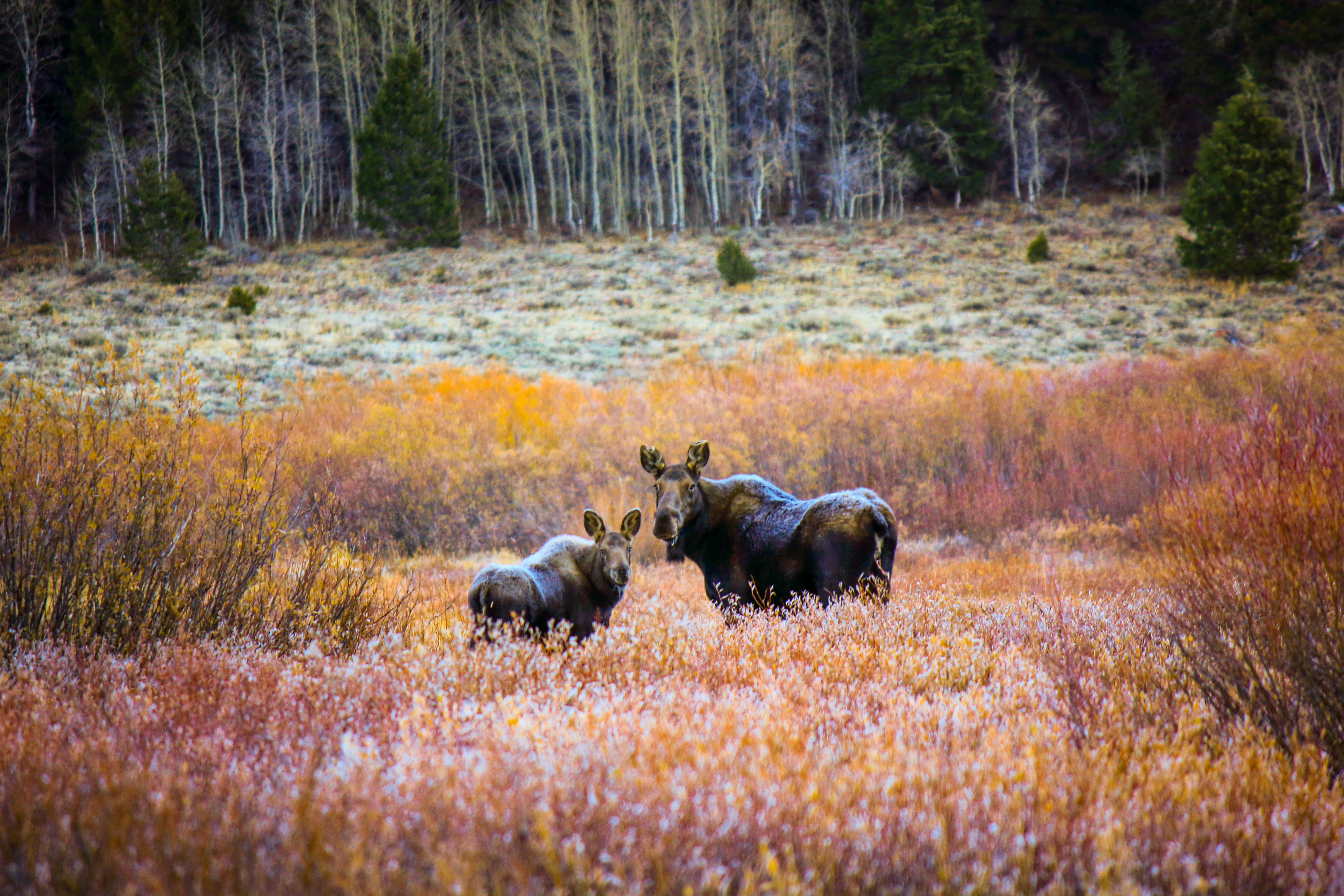 moose in idaho
