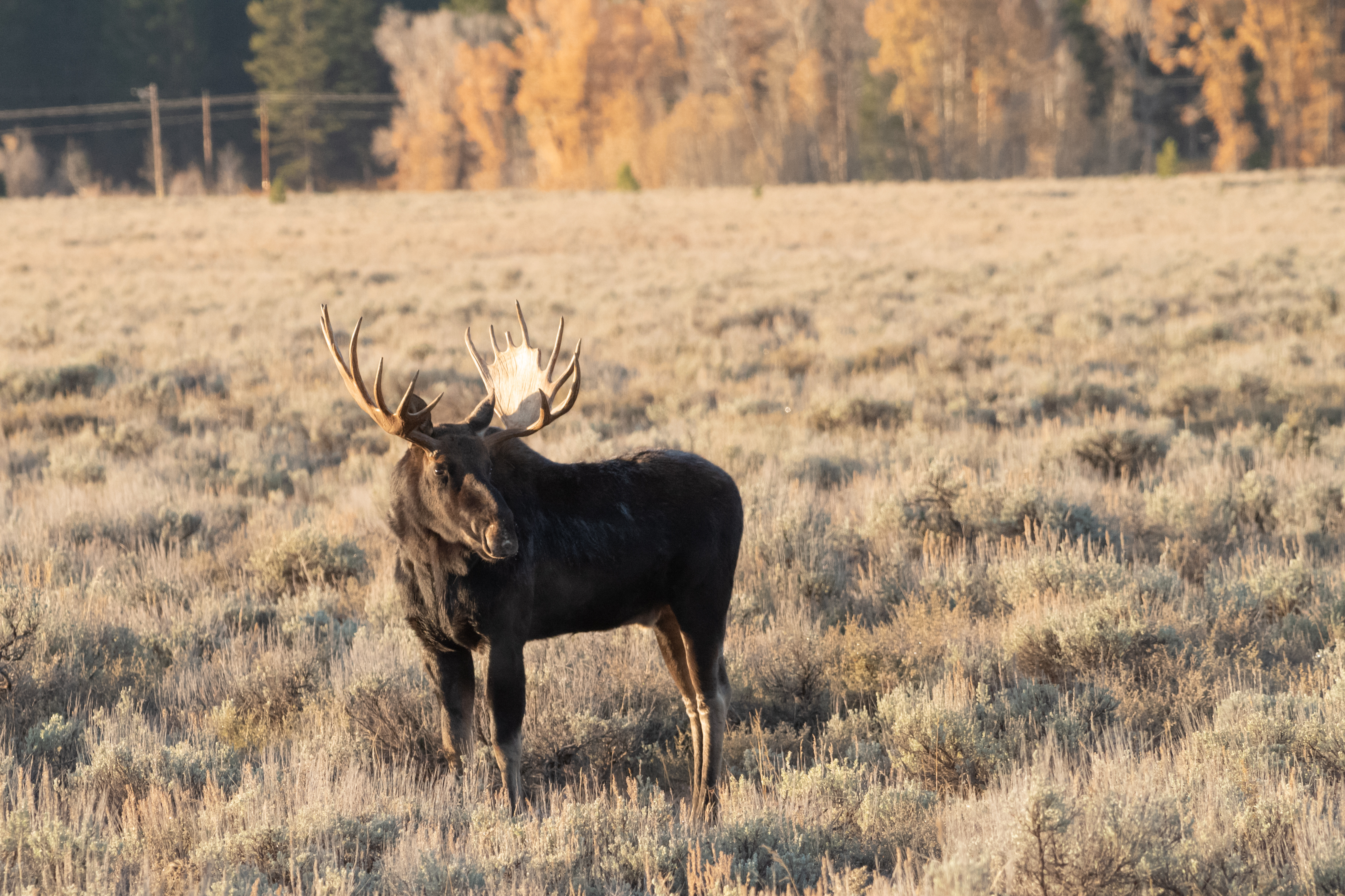 moose in a field