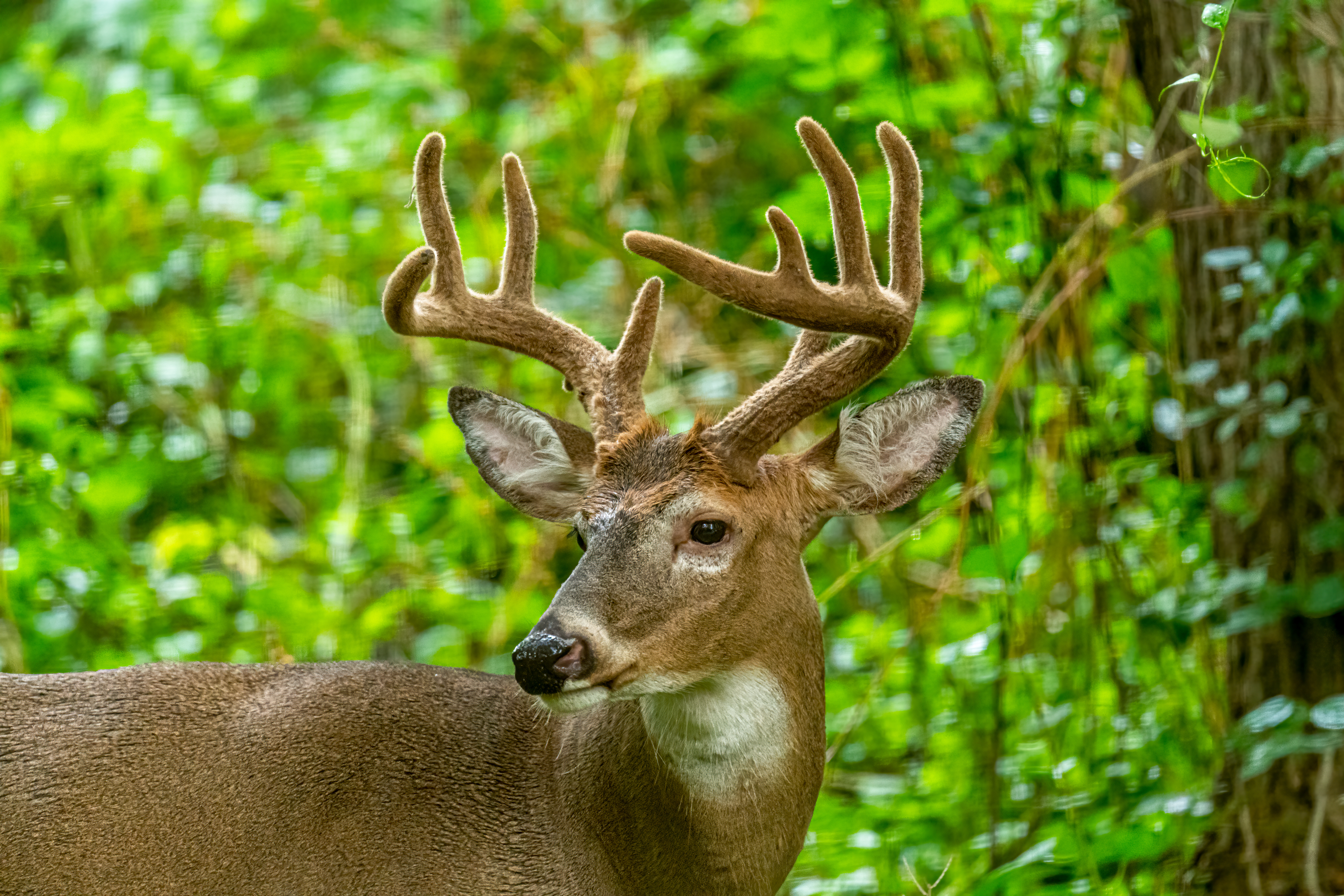 michigan whitetail buck
