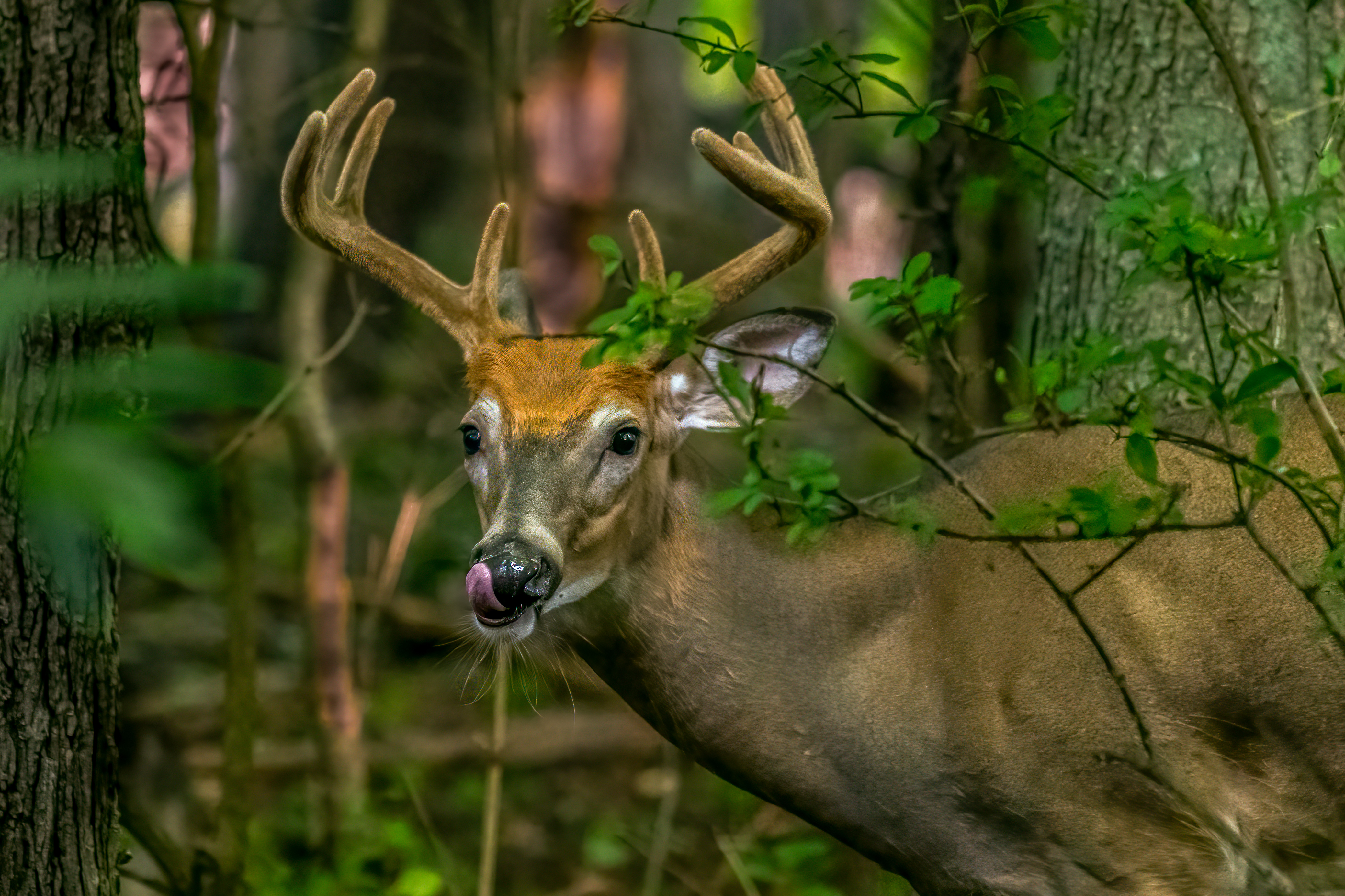 michigan whitetail deer in the woods.