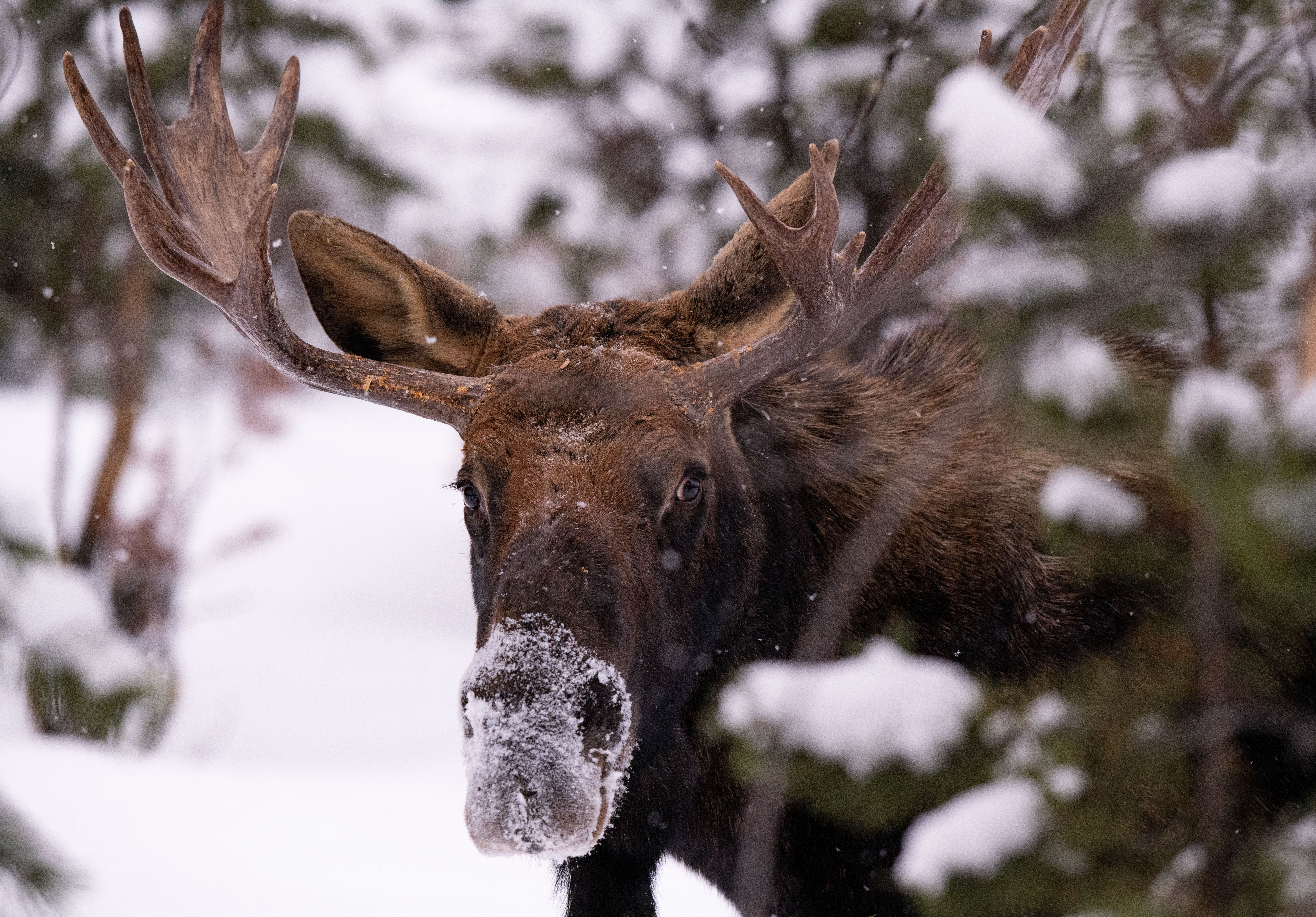 Montana bull moose
