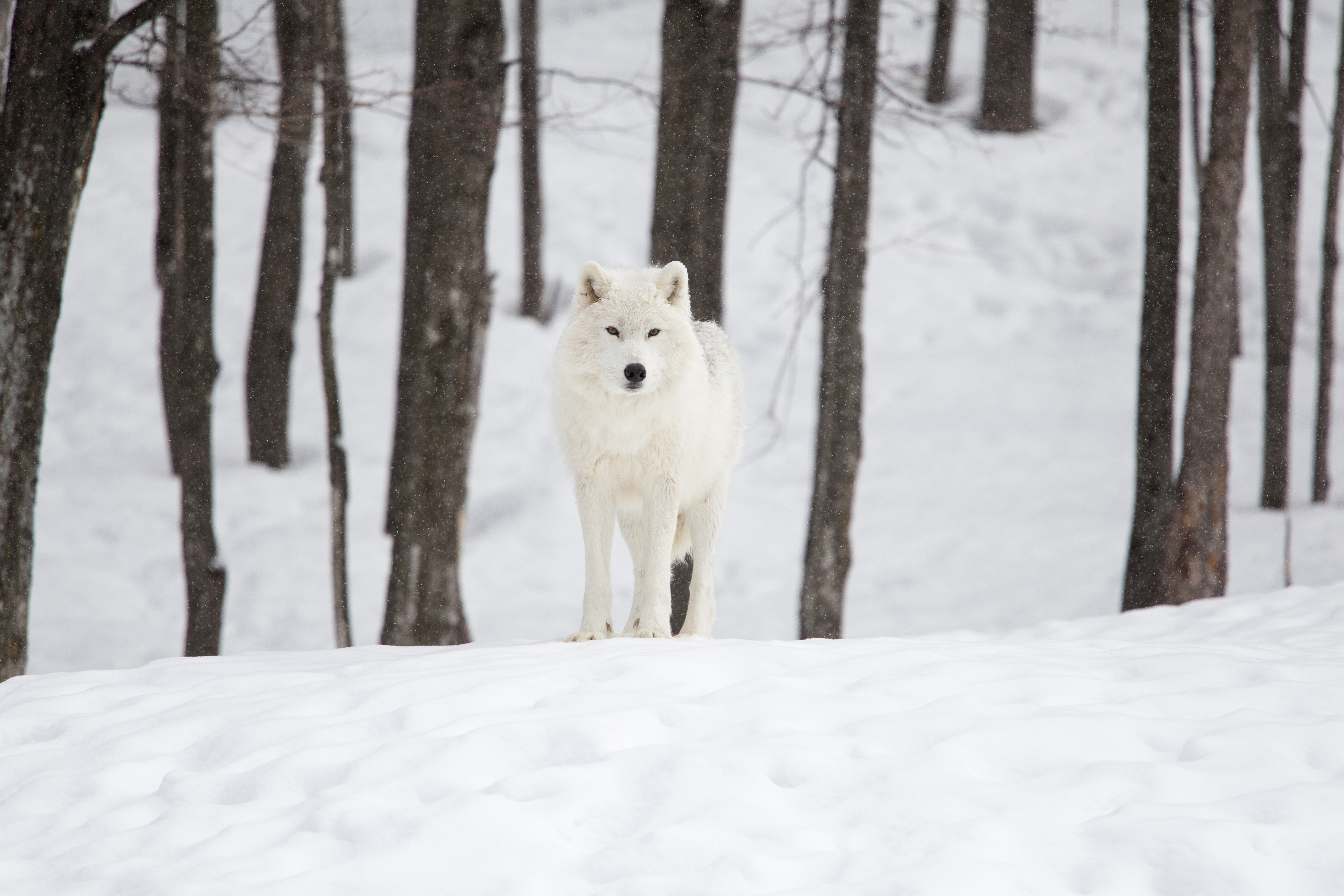 Arctic wolf 