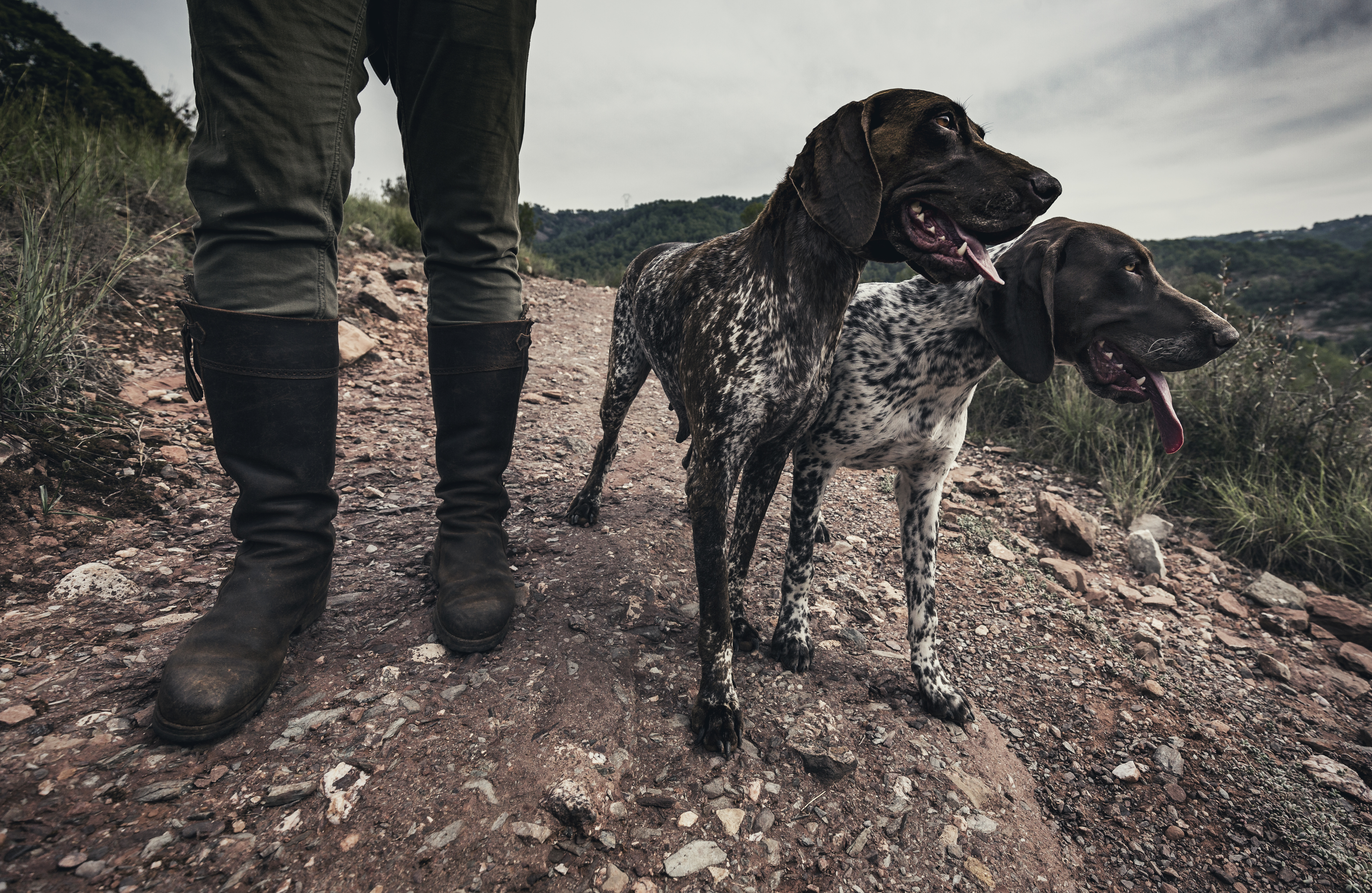 how to track a deer without a blood trail