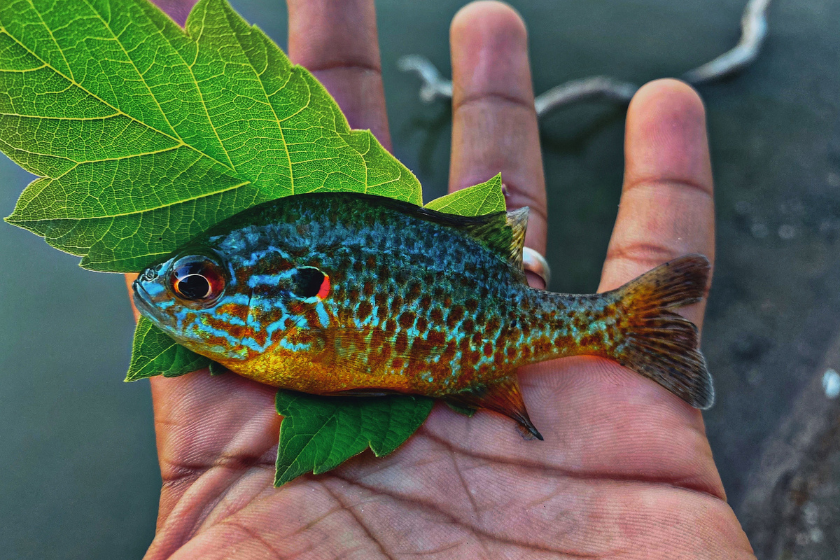 what is micro fishing