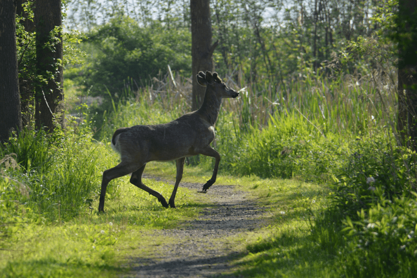 move deer