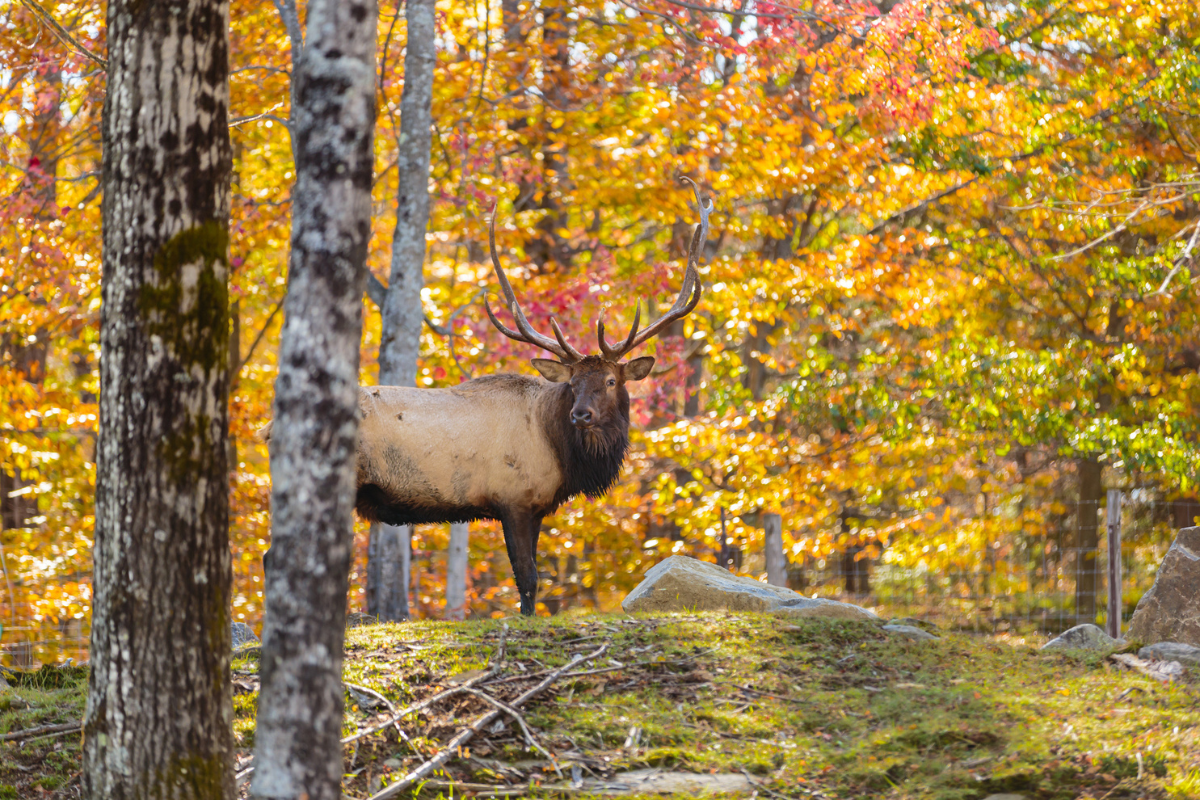 diy vs. guided elk hunt