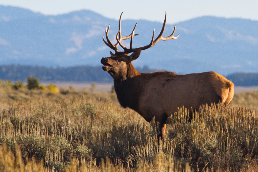 elk sounds