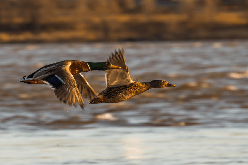 call more ducks