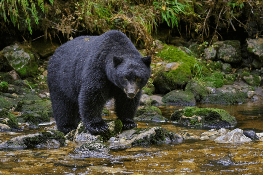 animal fishing for food