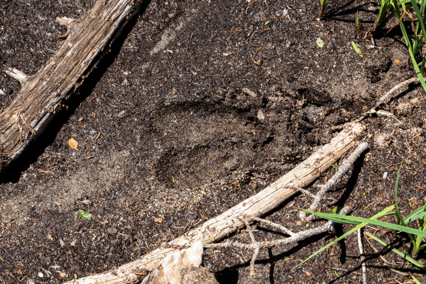 how to spot elk sign