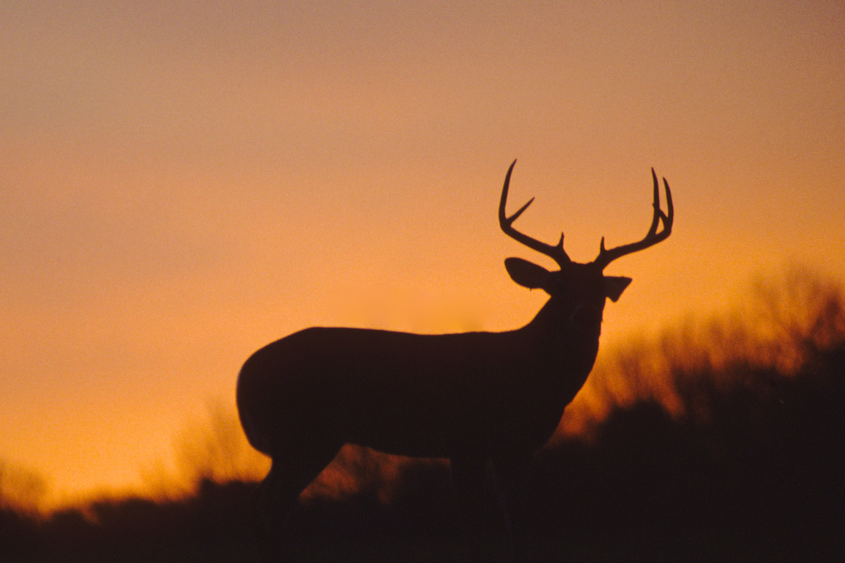Are Deer Nocturnal