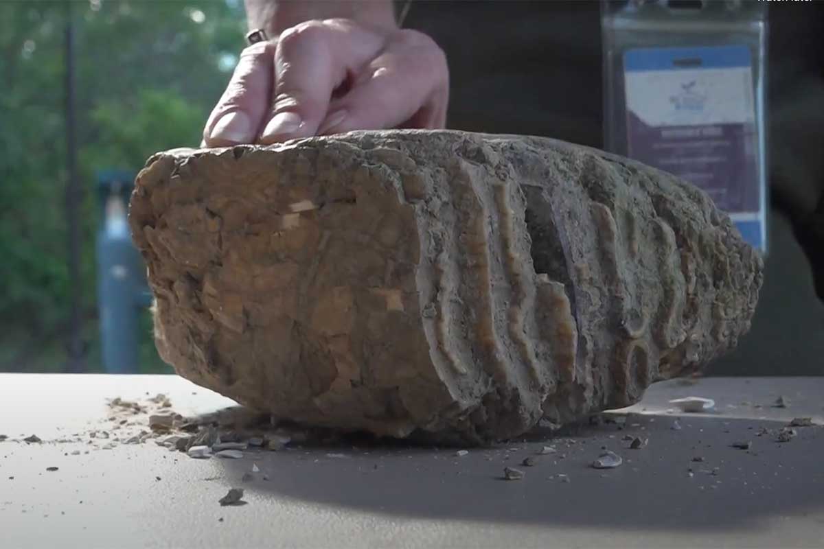 Large mammoth fossil sitting on a tabletop.
