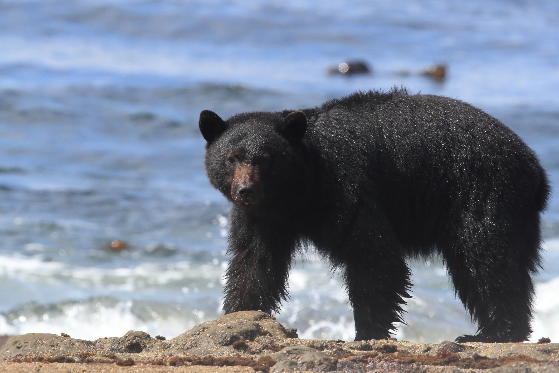 Black bear hunting.