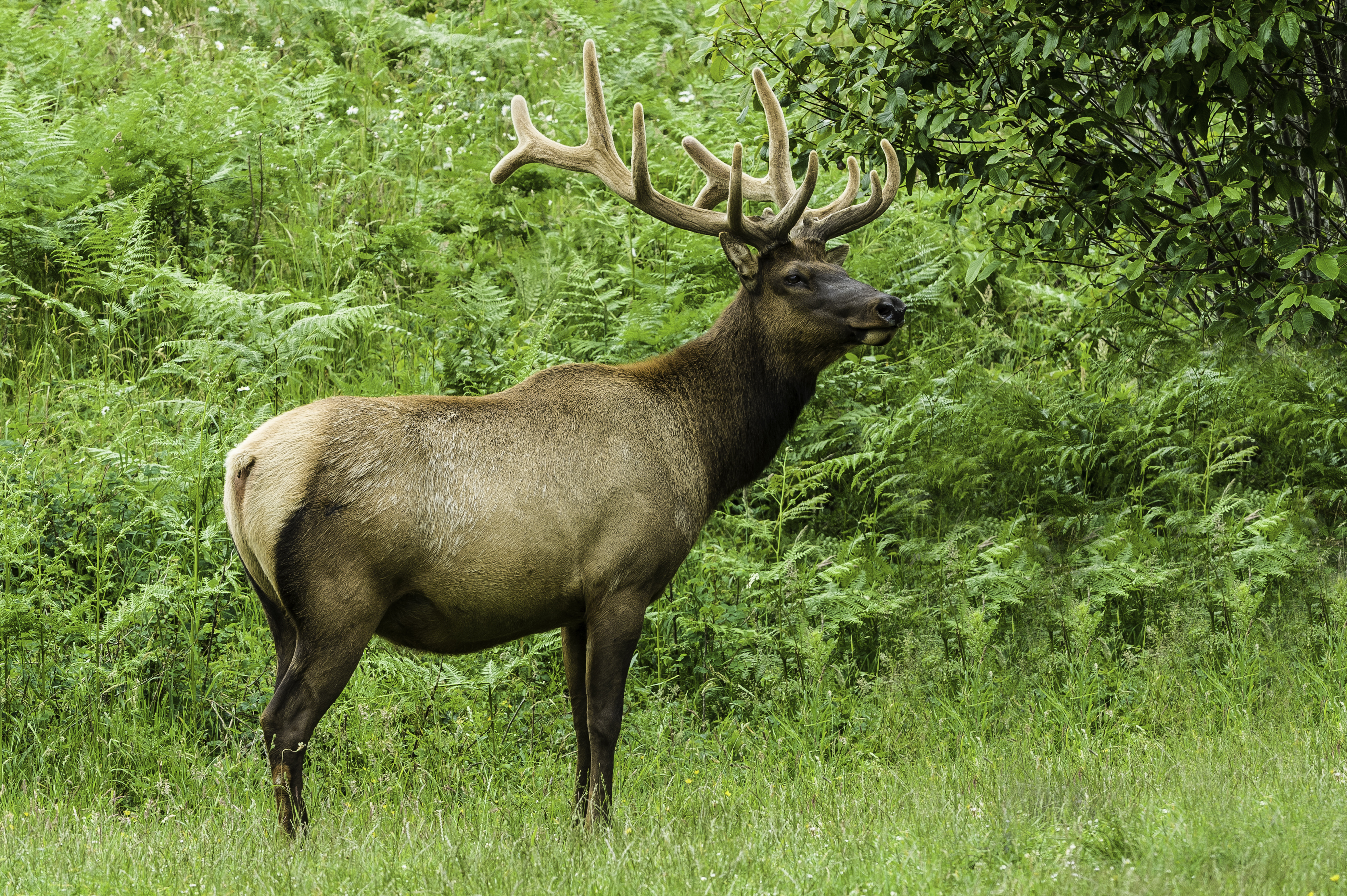roosevelt elk