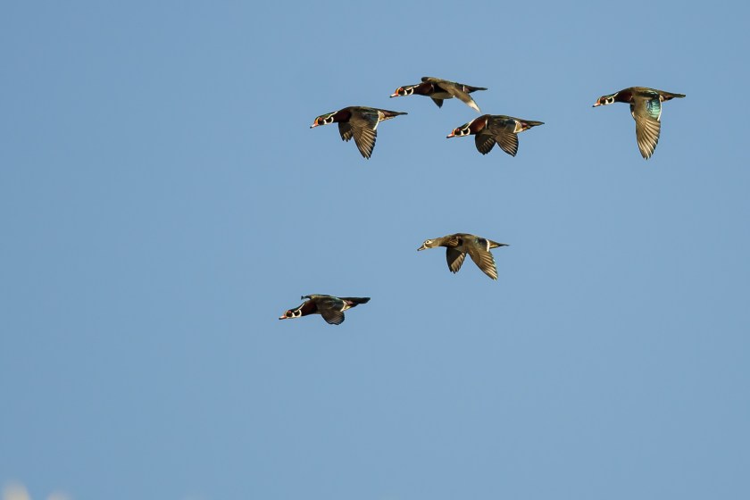 Flock of Wood Ducks Flying in a Blue Sky