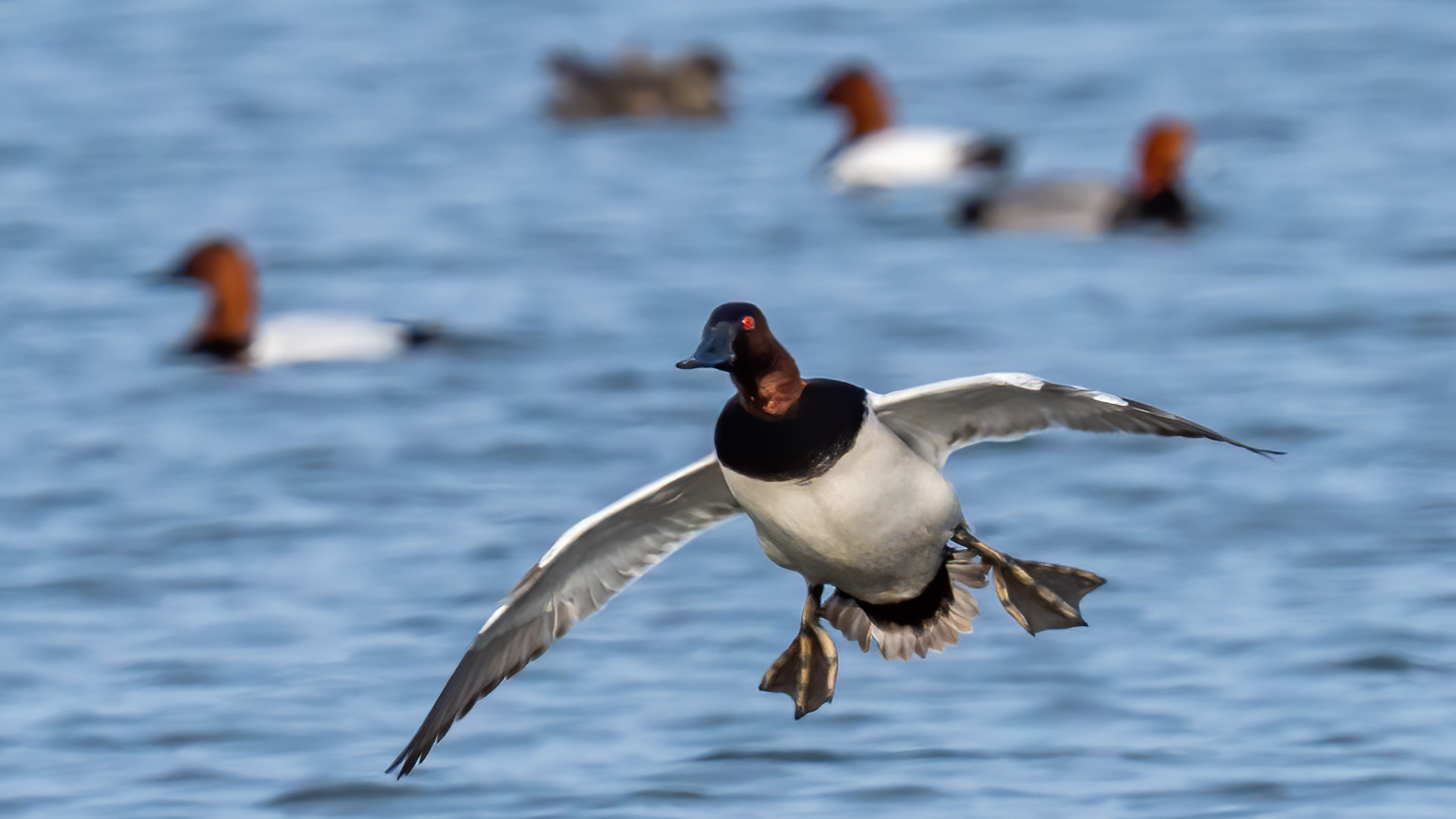 Canvasback Duck on the water and in flight