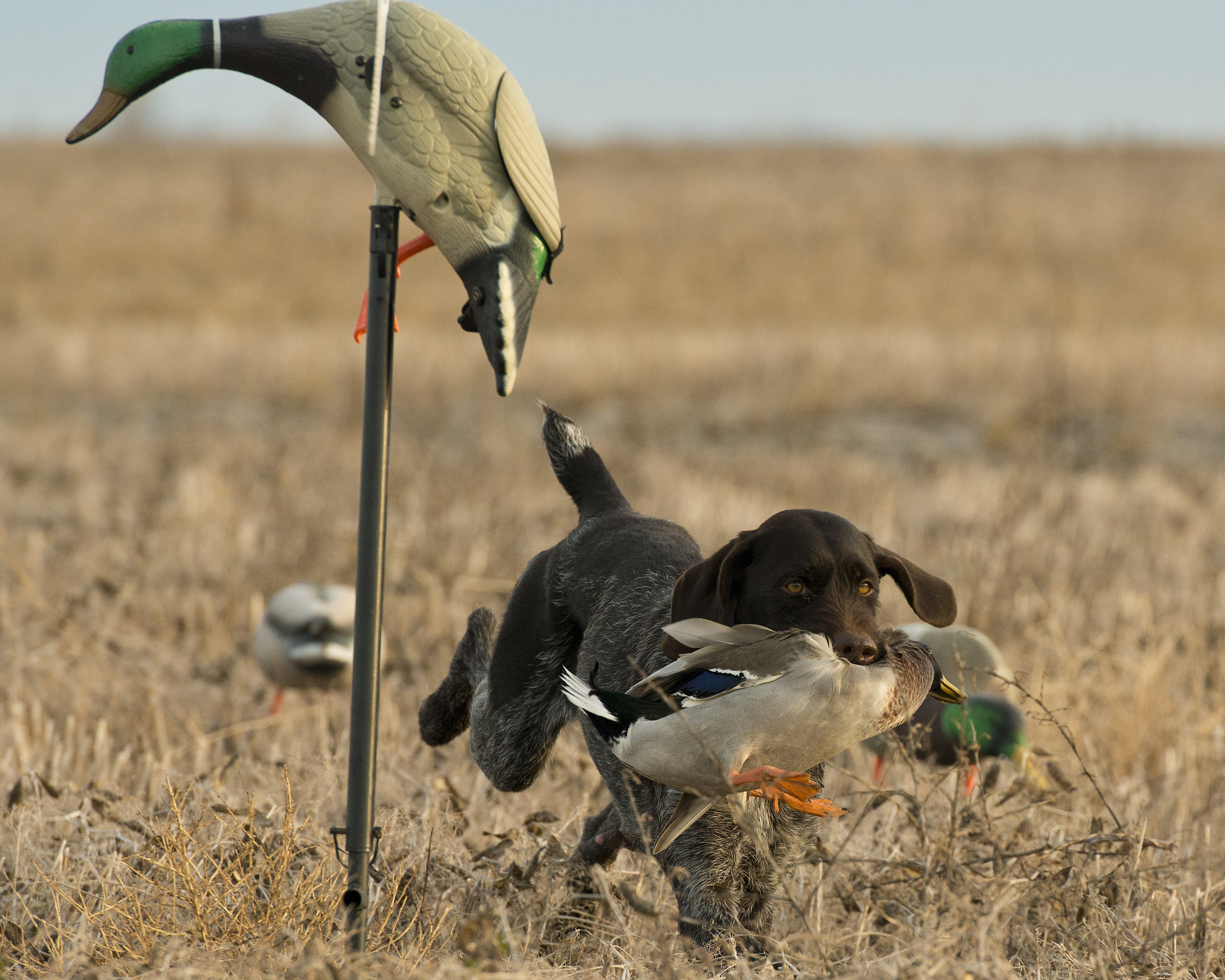A dog retrieving a slain mallard duck in a field.